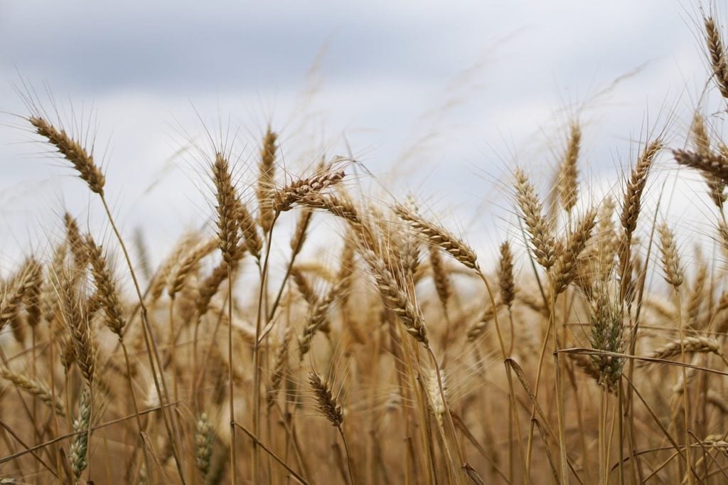 wheat field crop